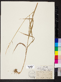 Elymus hystrix image