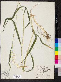 Elymus hystrix image