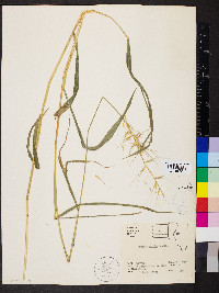 Elymus hystrix image