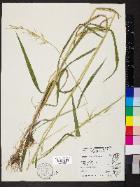 Elymus hystrix image