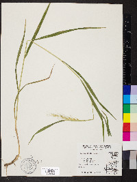 Elymus hystrix image