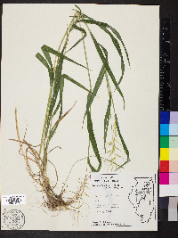 Elymus hystrix image