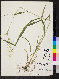 Elymus hystrix image