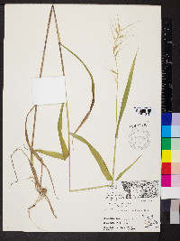 Elymus hystrix image