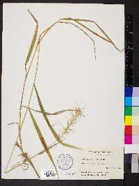 Elymus hystrix image