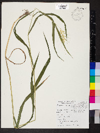 Elymus hystrix image