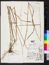 Elymus hystrix image