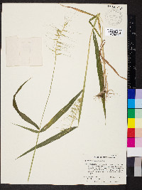 Elymus hystrix image