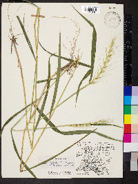 Elymus hystrix image