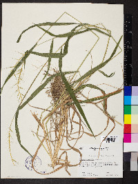 Elymus hystrix image