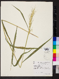 Elymus hystrix image