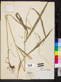 Elymus hystrix image