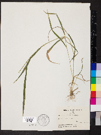 Elymus hystrix image