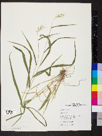 Elymus hystrix image