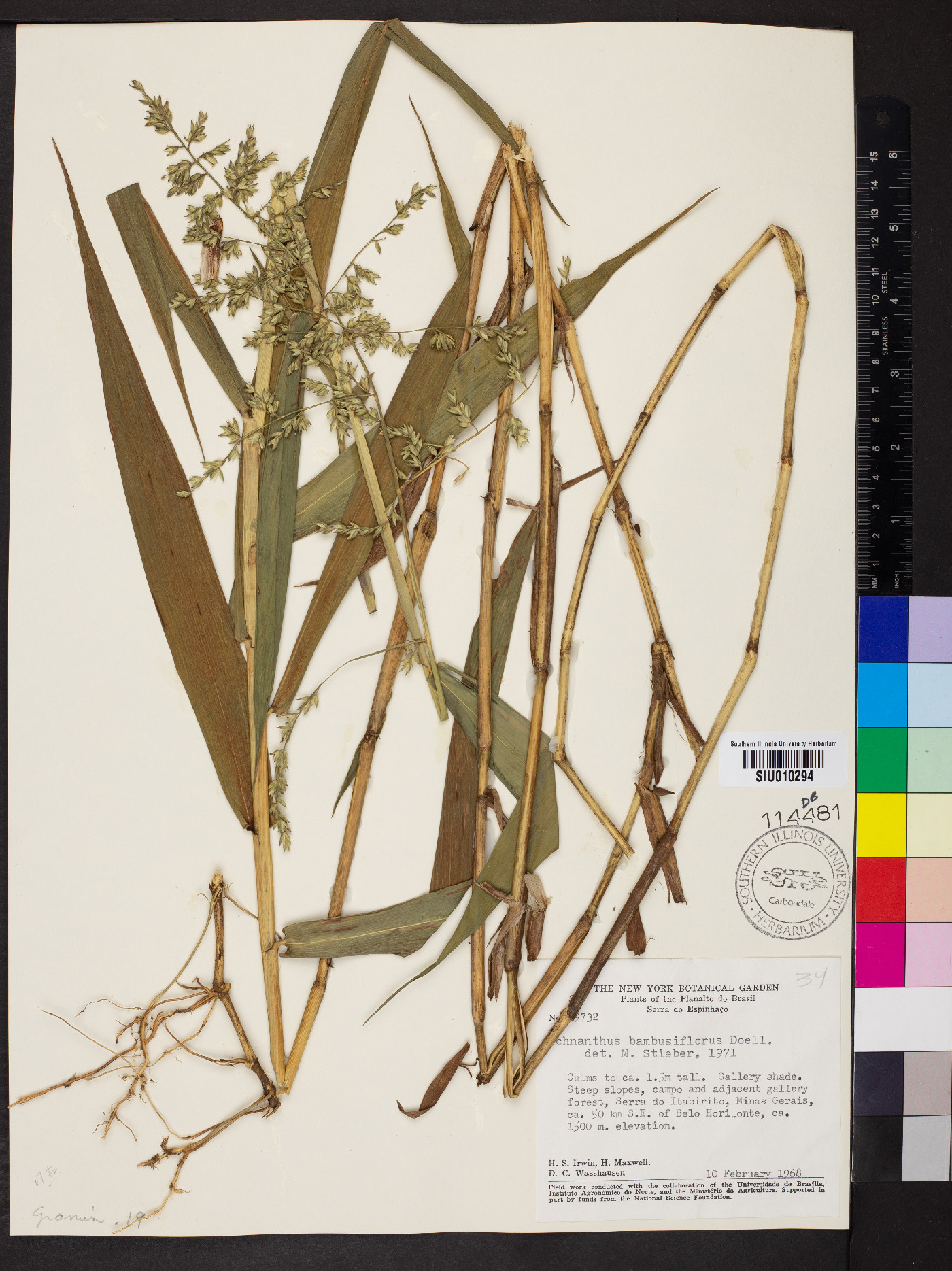 Ichnanthus bambusiflorus image