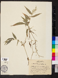 Ichnanthus pallens image