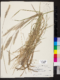 Imperata brasiliensis image