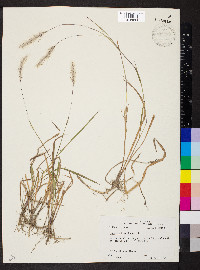 Imperata brasiliensis image