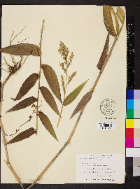 Lasiacis ruscifolia image