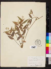 Lasiacis ruscifolia image