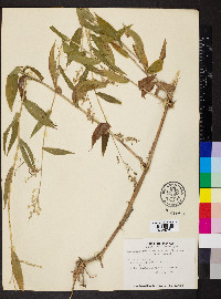 Lasiacis ruscifolia image