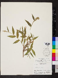 Lasiacis ruscifolia image