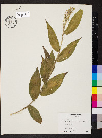 Lasiacis ruscifolia image