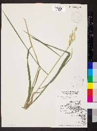 Leersia lenticularis image