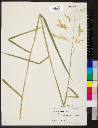 Leersia lenticularis image