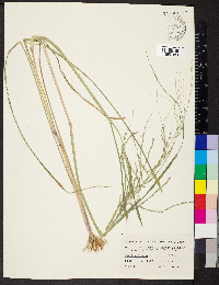 Diplachne fusca subsp. fascicularis image