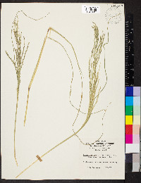 Diplachne fusca subsp. fascicularis image