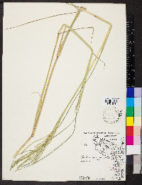 Diplachne fusca subsp. fascicularis image