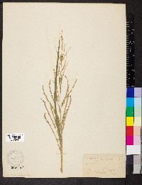 Diplachne fusca subsp. fascicularis image