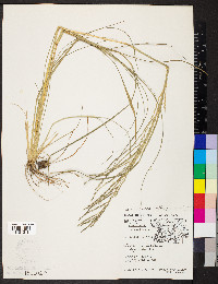 Leptochloa panicea image