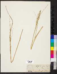 Diplachne fusca subsp. fascicularis image