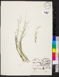 Leptochloa panicea subsp. brachiata image