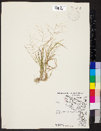 Leptochloa panicea image