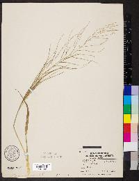 Leptochloa panicea image