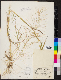 Leptochloa panicea subsp. brachiata image