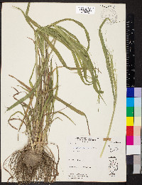 Leptochloa panicea subsp. brachiata image