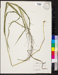 Leptochloa panicea image