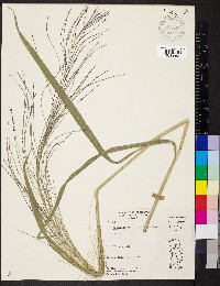 Leptochloa panicea image