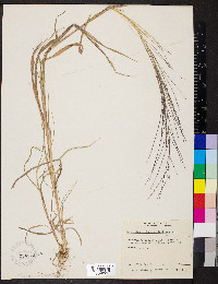 Leptochloa panicea subsp. brachiata image