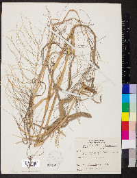 Leptochloa panicea image