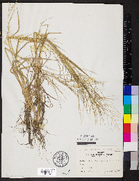 Leptochloa panicea subsp. mucronata image