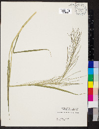 Leptochloa panicea subsp. mucronata image