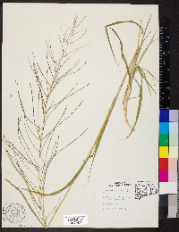 Leptochloa panicea subsp. mucronata image