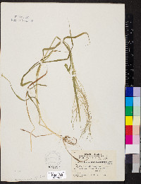 Leptochloa panicea image