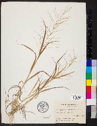 Leptochloa panicea subsp. mucronata image