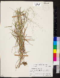 Digitaria cognata image